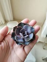 Эхеверия Перл фон Нюрнберг суккулент KR88 купить в Москве