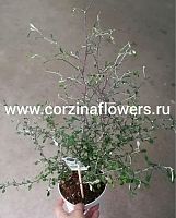 Корокия Маори Грин 30-35 см KR18 купить в Москве