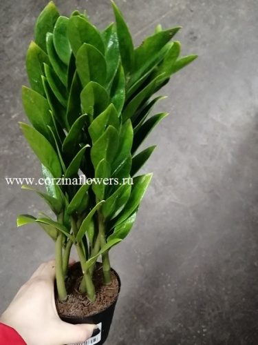 Замиокулькас Суприм KR1280 купить в Москве