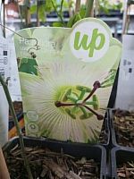 Пассифлора Эллиот DZ1015 купить в Москве