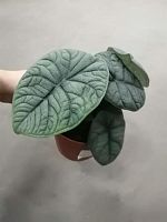 Алоказия Мело (Alocasia Melo), редкое кожистое растение с серо-зелёными листьями KR1995 купить в Москве