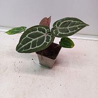 Антуриум Мишель редкий сорт DZ3608 купить в Москве