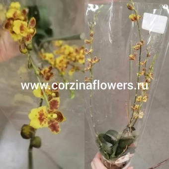 Ховеара Сансет 2 ст https://corzinaflowers.ru/catalog/komnatnye_rasteniya_i_tsvety/1113/