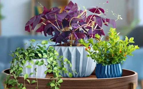 Озеленение интерьера под ключ