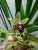 Орхидея Цимбидиум Каскад грин 2-3 цв подвесной 14 см