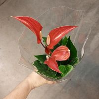 Антуриум Лилли красный D949 купить в Москве