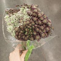 Даукус Карота Дара срезка SR1101 купить в Москве