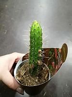 Клейстокактус Баумани кактус KR2896 купить в Москве