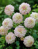 Георгина бордюрная Уиттем клубень L463 купить в Москве