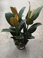 Фикус Мелани 3 ст 40-50 см KR2497 купить в Москве