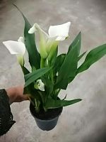 Калла белая в горшке DZ164 купить в Москве