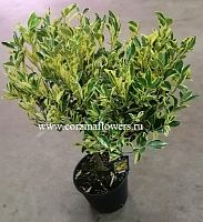 Цитрофортунелла Каламондин Вариегата штамб KR857 купить в Москве