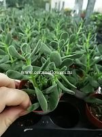 Крассула Роджерси суккулент KR1192 купить в Москве