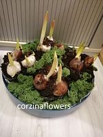 Композиция Синее море тюльпанов KM610 купить в Москве