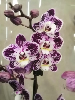 Орхидея фаленопсис гибрид 828