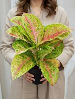 Аглаонема Гранд Пуппи  KR3889 купить в Москве