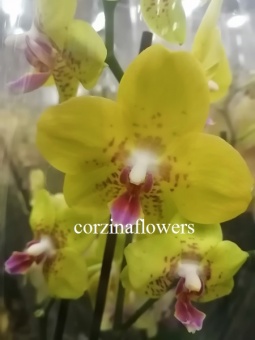 Орхидея фаленопсис Эдита 12 2 цв