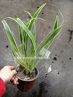 Хлорофитум Лаксум KR1278 купить в Москве