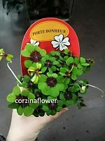 Оксалис (Кислица) Деппей KR2394 купить в Москве
