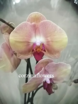 Фаленопсис Голден Эппл орхидея 2 цв