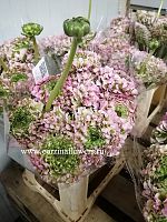 Ранункулус Клуни Супер Помпон розовый 9 шт срезка SR121 купить в Москве