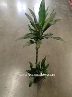 Драцена фрагранс Джанет Крейг 3 ст 100-120 см KR1219 купить в Москве