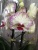 Фаленопсис Папагая корст орхидея 12 см 2 цв