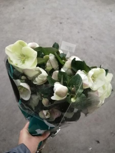 Морозник (хелеборус) Мундэнс букет, срезка SR787 Морозник (хелеборус) Мундэнс букет, срезка SR787 купить в Москве