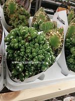 Цереус перуанский Кристата кактус KR446 купить в Москве