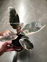 Фикус Эластика Белиз 25-30см KR893 купить в Москве