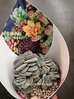 Крассула Морганс Бьюти суккулент KR968 купить в Москве