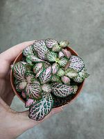 Фиттония зелено-розовая KR3299 купить в Москве