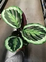 Калатея Марион KR2302 купить в Москве