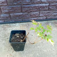 Пион древовидный Ночные Грезы саженец OG982 купить в Москве