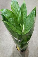 Спатифиллум Алана DZ973 купить в Москве