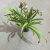 Цимбидиум Мэджик Воджел 12см https://corzinaflowers.ru/catalog/komnatnye_rasteniya_i_tsvety/orkhidei_komnatnye/orkhideya_tsimbidium_korol_orkhidey/6276/