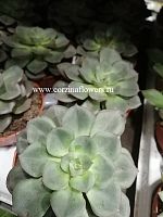 Эхеверия Морани суккулент KR246 купить в Москве