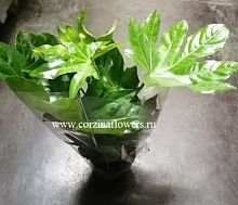 Фатсия Японика KR716 купить в Москве