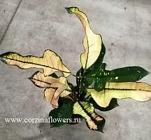 Кодиеум Вилма, кротон Wilma KR54 купить в Москве