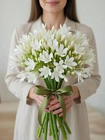 Агапантус белый Глетчер (срезка) — элегантный цветок для букетов и декора SR347 купить в Москве