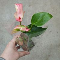 Антуриум Андреанум Перл Матата DZ811 купить в Москве