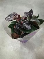 Антуриум Андреанум Бьюти Блэк DZ413 купить в Москве