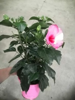 Гибискус розово-белый 40-50см 17см