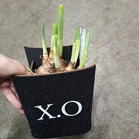 3 нарцисса в кашпо ХО KM1004 купить в Москве