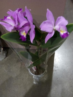 Орхидея каттлея розовая (ароматная)