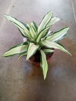 Драцена фрагранс Малайка KR679 купить в Москве