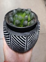 Хавортия Трунката в черном кашпо цемент суккулент KM1094 купить в Москве
