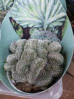 Лобивия Денсиспина Кристата кактус KR4068 купить в Москве