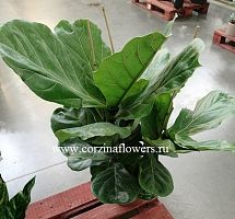 Фикус Лирата 3 ств 90-110 см KR1223 купить в Москве