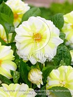 Георгина декоративная Файер Энд Айс Лемон корневище L565 купить в Москве